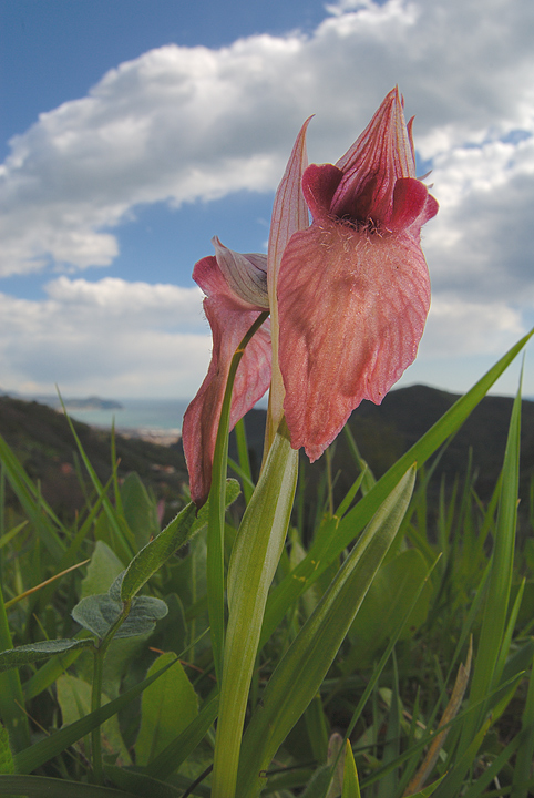 Serapias neglecta